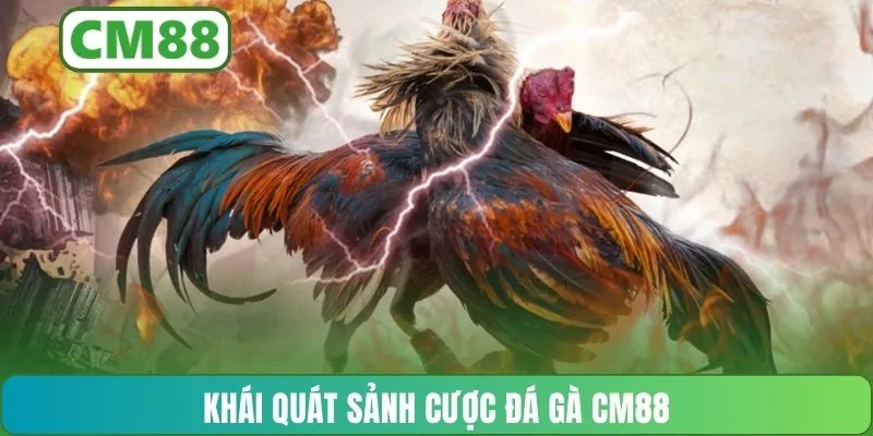 Khái quát sảnh cược đá gà CM88